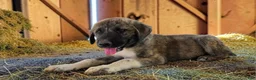 Anatolian Shepherd dogs for sale: Aspen 2026 Male 4 - Ad 7