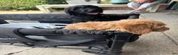 Goldendoodle dogs for sale: Oreo - Ad 4