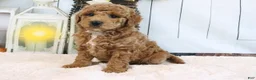 Mini Goldendoodle dogs for sale: Frank - Ad 1
