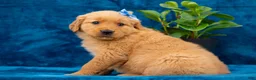 Golden Retriever dogs for sale: Tasha - Ad 3