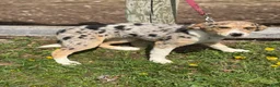 Mixed Breed dogs for sale: Mixed Breed Puppy 1 - Ad 3