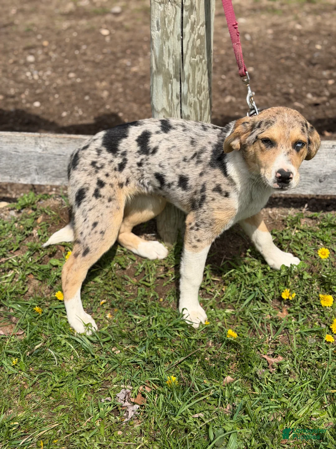 Mixed Breed dogs for sale: Mixed Breed Puppy 1 - Ad 3
