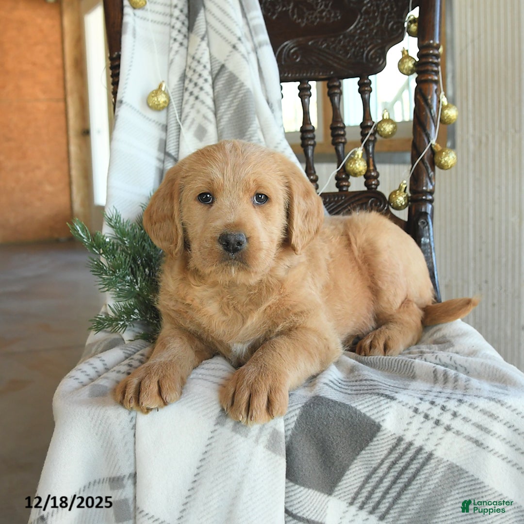 Labradoodle dogs for sale: Dino - Ad 2