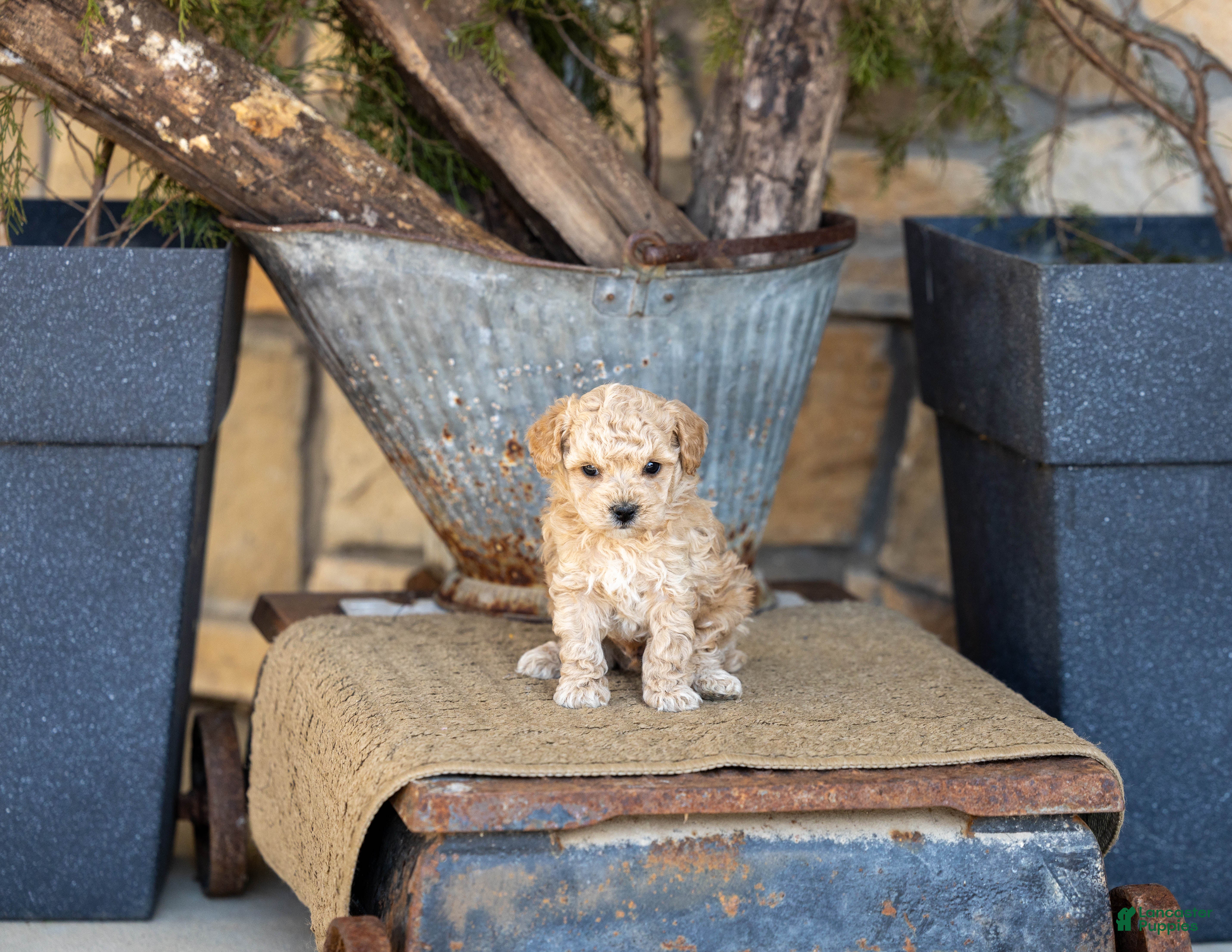 Miniature Poodle dogs AKC Beau - Ad 35