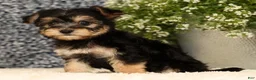 Yochon dogs for sale: Vanessa - Ad 5