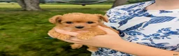 Chipoo dogs for sale: Bella - Ad 2
