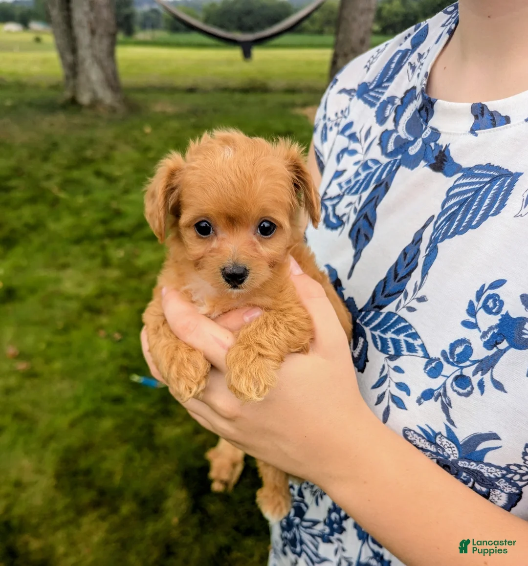 Chipoo dogs for sale: Bella - Ad 2