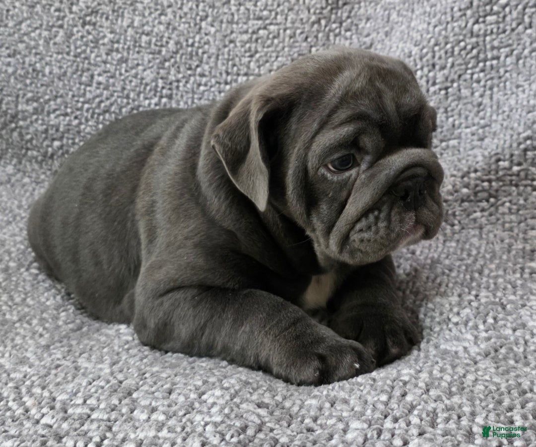 English Bulldog dogs for sale: Bell - Ad 3