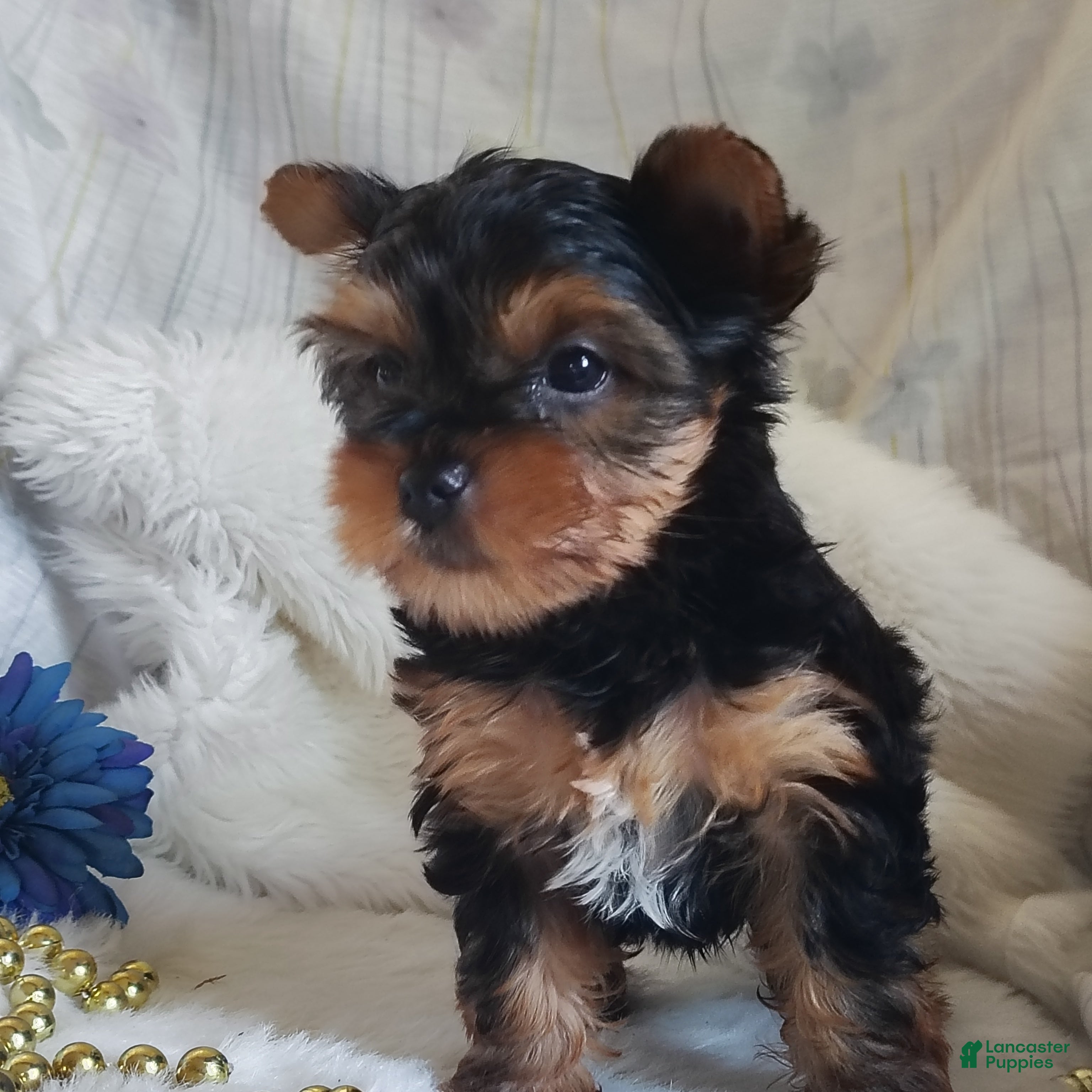 Yorkshire Terrier dogs Linus - Ad 1