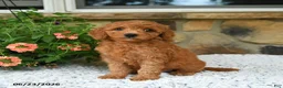 Mini Goldendoodle dogs for sale: Arty - Ad 2