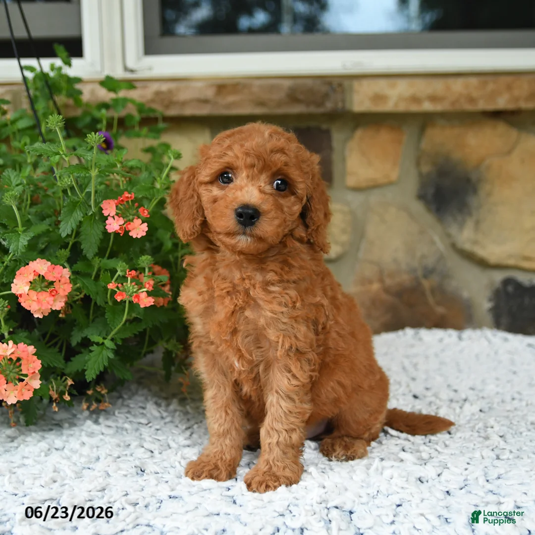Mini Goldendoodle dogs for sale: Arty - Ad 2