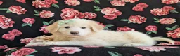 Mixed Breed dogs for sale: Myla - Ad 4