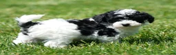 Havapoo dogs for sale: Taylor - Ad 8