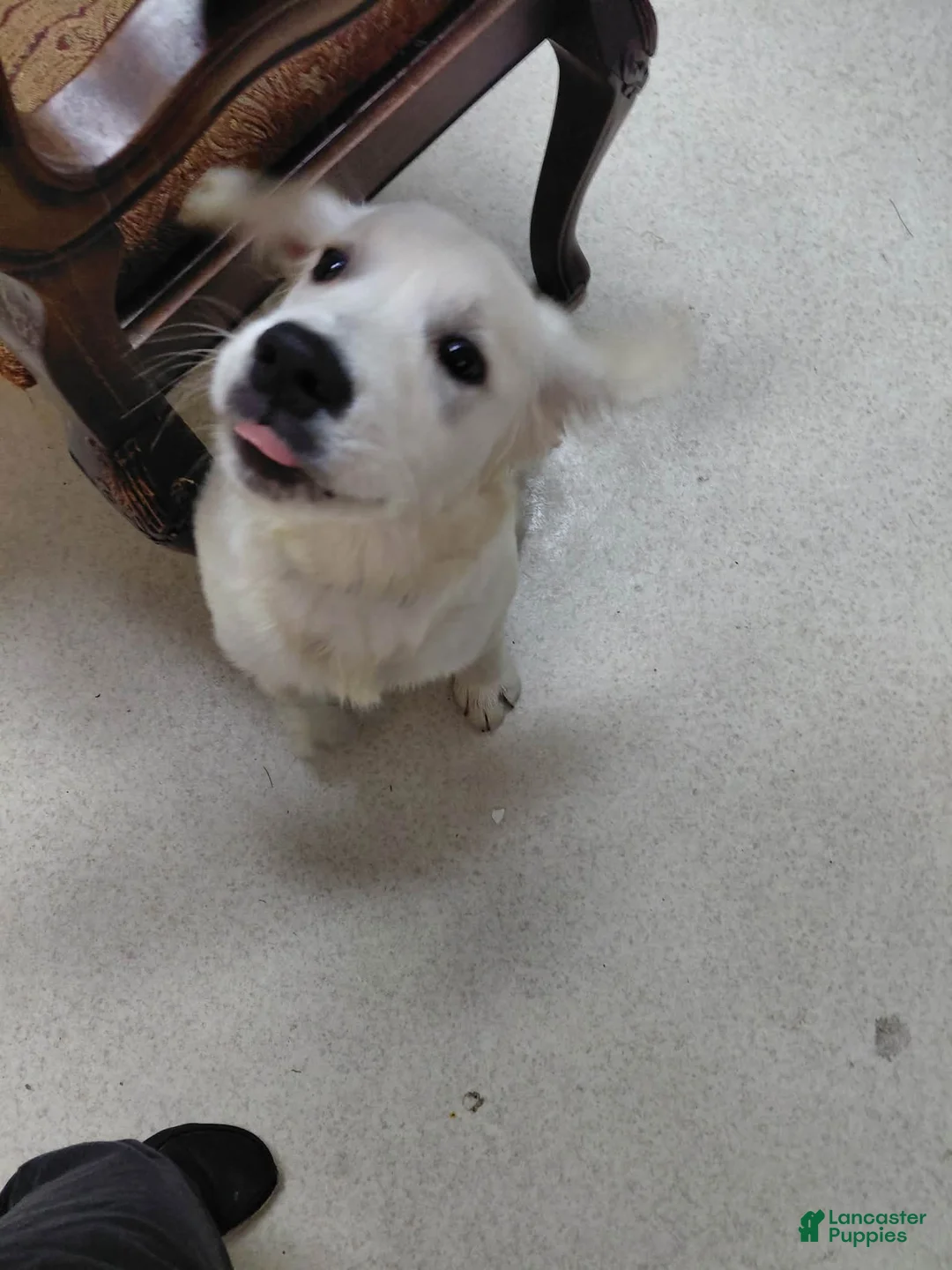 Golden Retriever dogs for sale: Golden Retriever Puppy 1 - Ad 2