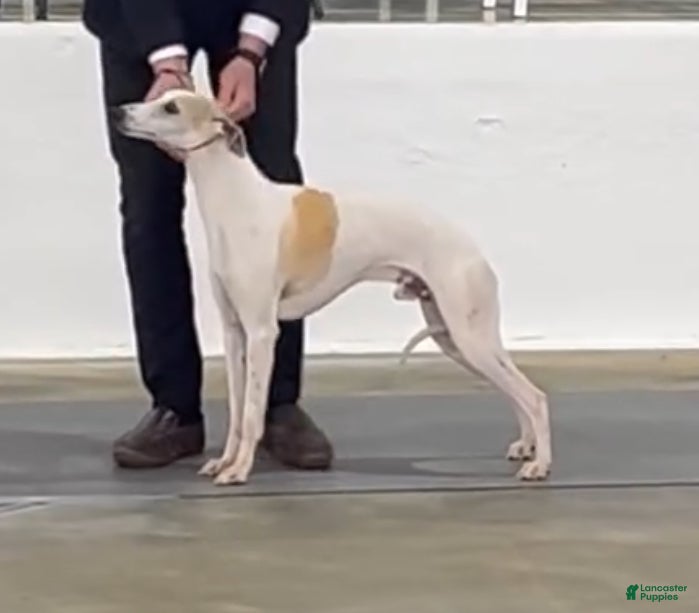 Whippet dogs Whippet Puppy 8 - Ad 4