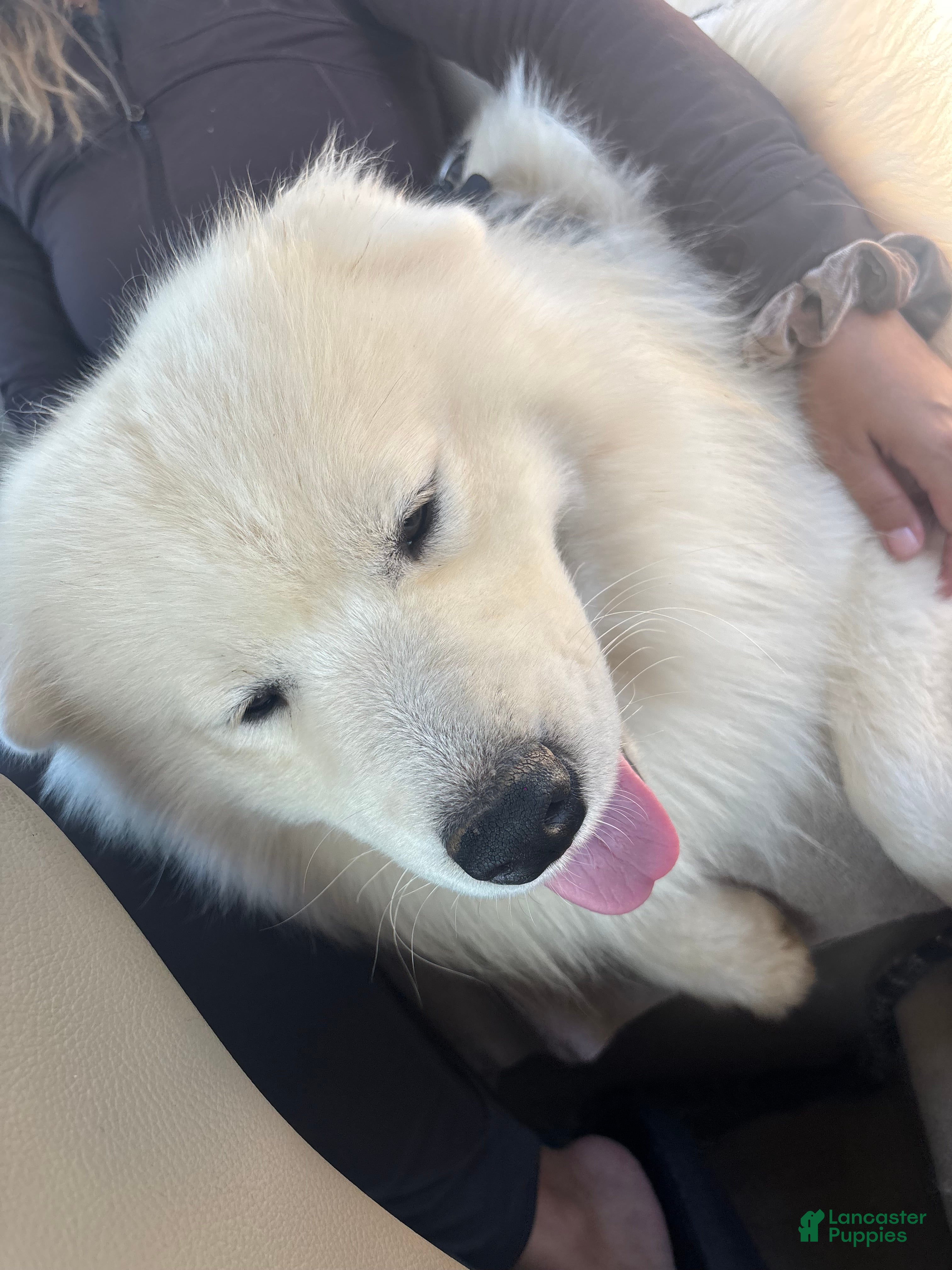 Samoyed dogs Samoyed Puppy 2 - Ad 2