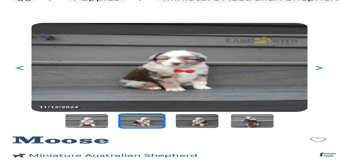 Gallery Image {{count}}