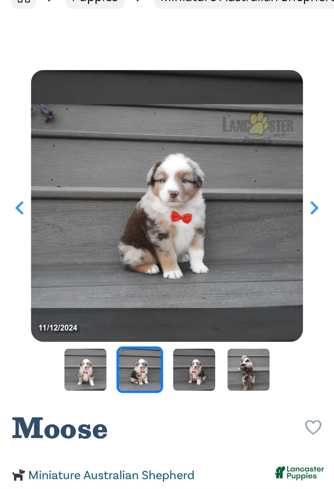 Gallery Image {{count}}