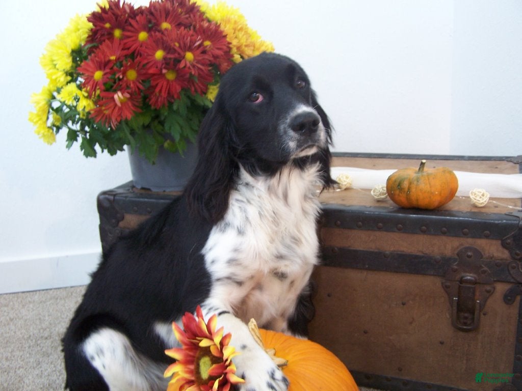 English Springer Spaniel dogs for sale: Britney - Ad 1