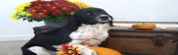 English Springer Spaniel dogs for sale: Britney - Ad 1