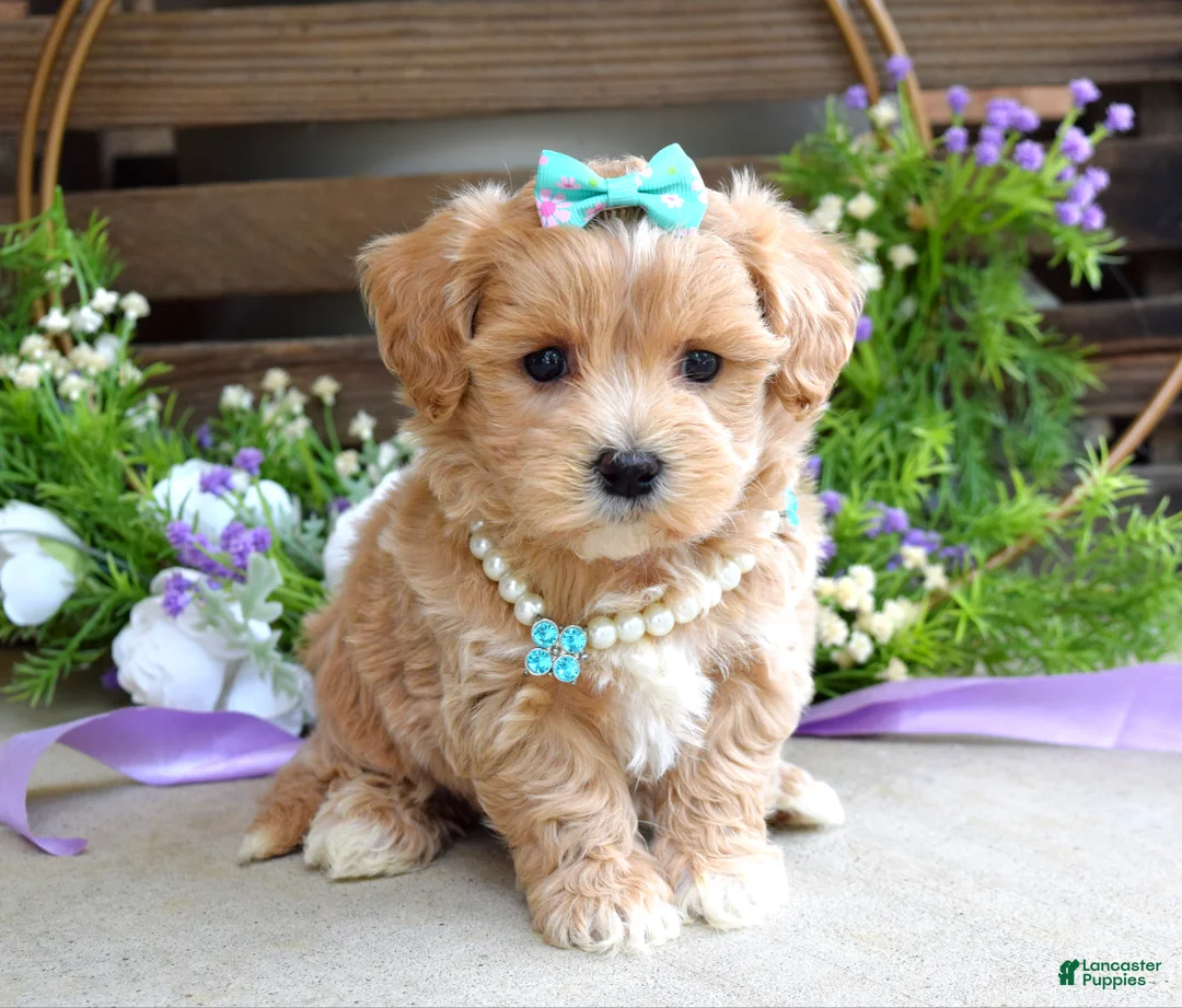 Maltipoo dogs for sale: Bella - Ad 2