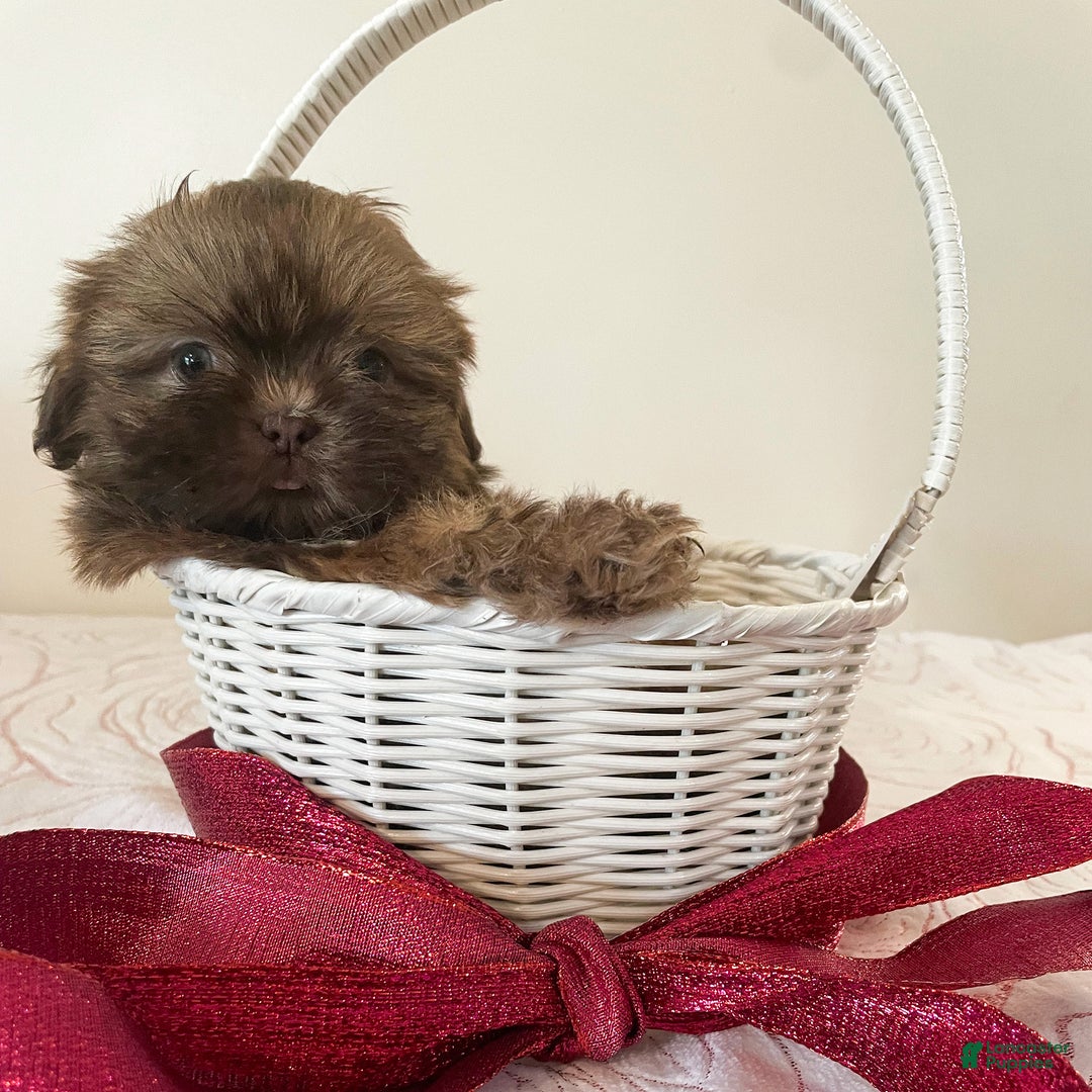 Shih Tzu dogs for sale: Jenny - Ad 3