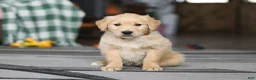 Golden Retriever dogs for sale: Tiger - Ad 1