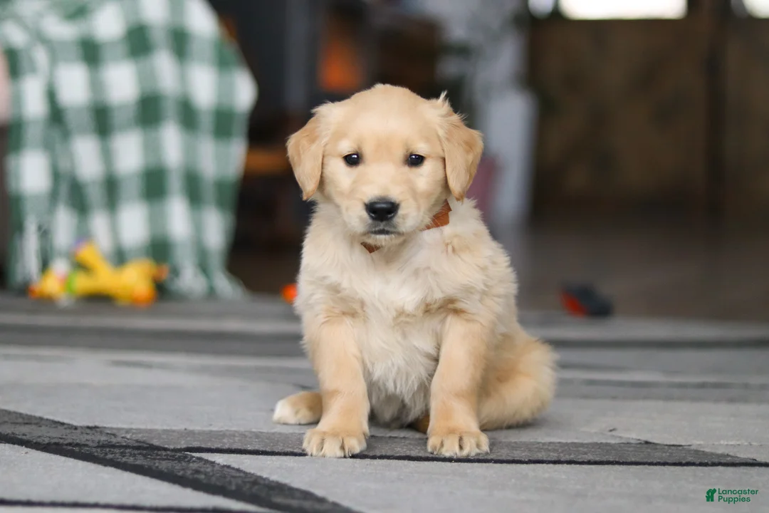 Golden Retriever dogs for sale: Tiger - Ad 1