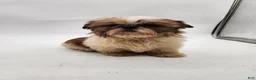 Shih Tzu dogs for sale: Bella - Ad 6