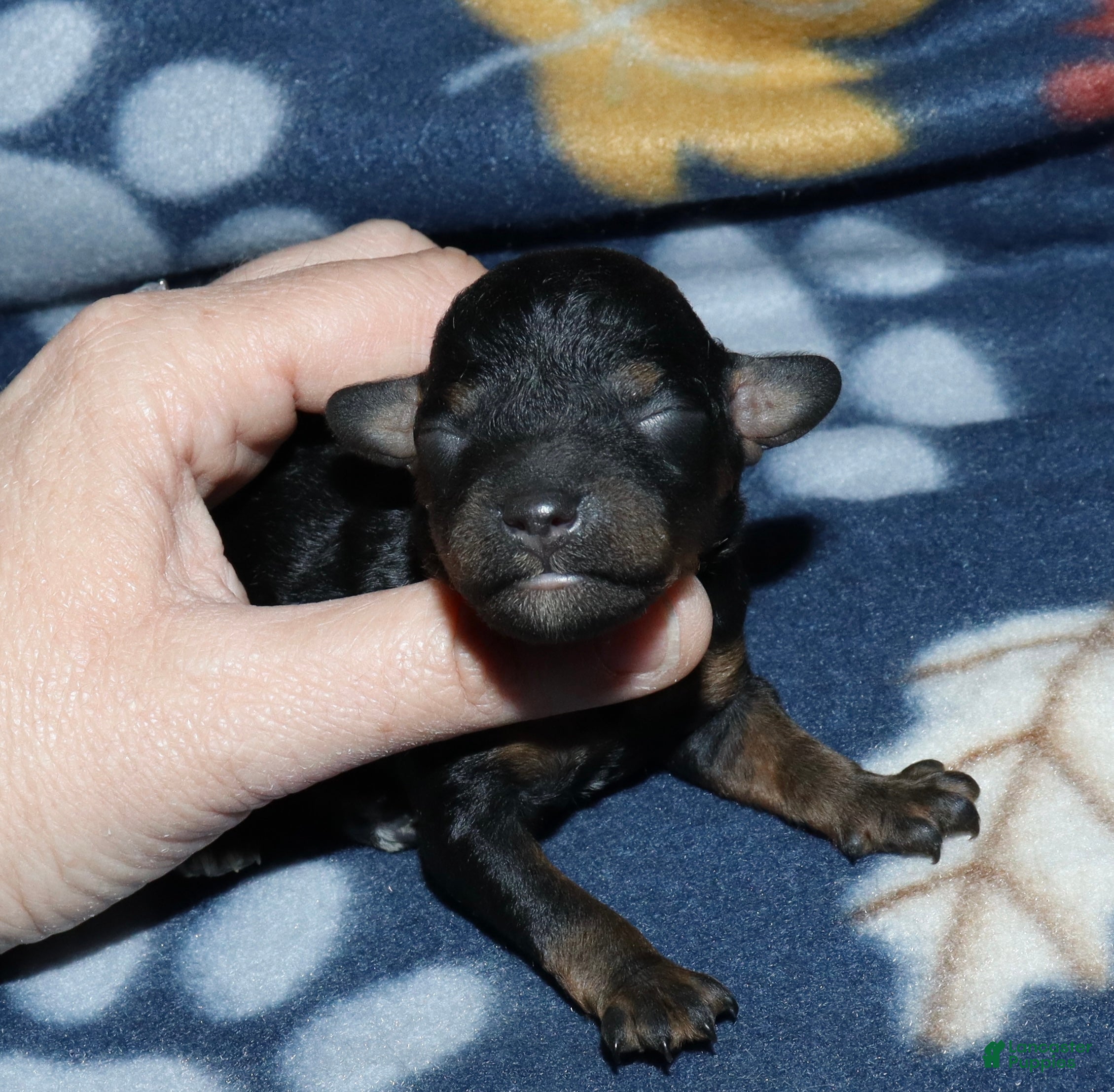 Toy Poodle dogs Summer’s phantom female - Ad 28