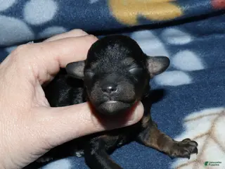 Toy Poodle dogs Reserved Summer’s phantom female - Ad 39