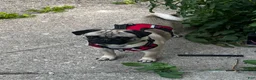 Pug dogs for stud: Rocky the Stud - Ad 6