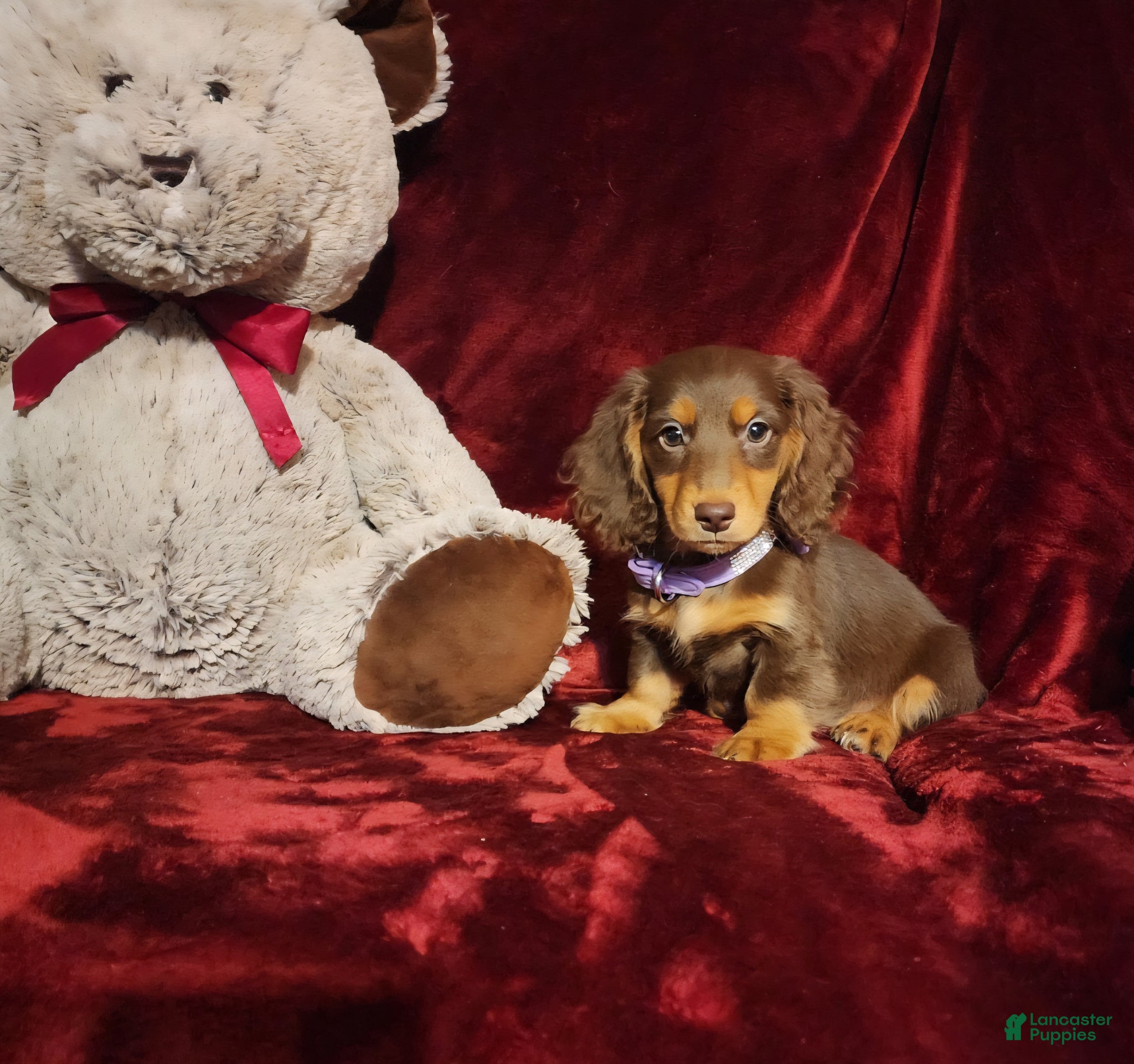 Miniature Dachshund dogs *KOKO* - Ad 11