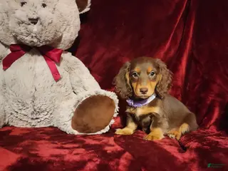 Miniature Dachshund dogs *KOKO* - Ad 11