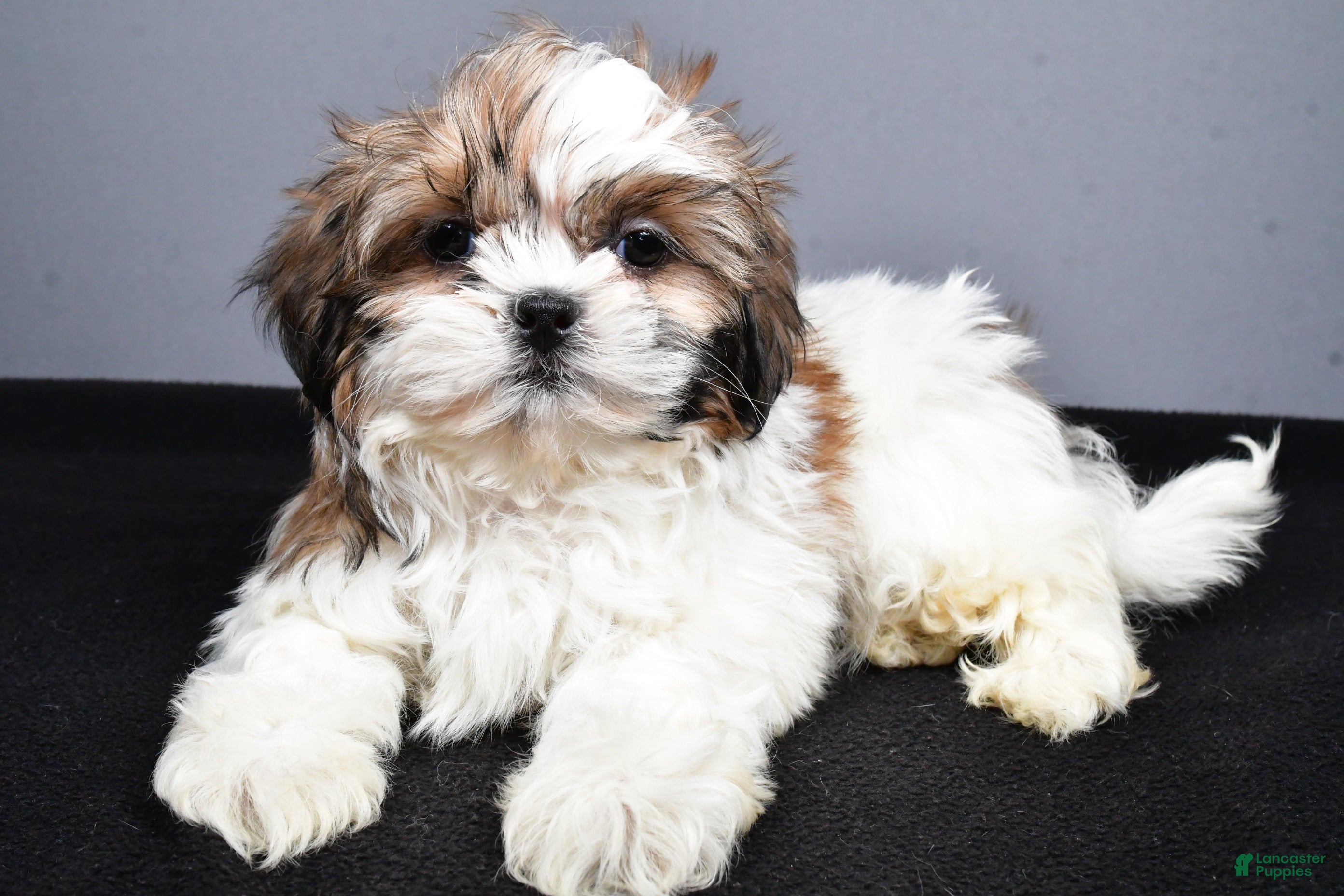 Shih Tzu dogs Flint - Ad 1