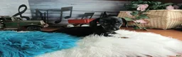 Miniature Dachshund dogs for sale: Suzies black and tan boy. Hand Delivery  - Ad 3