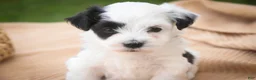 Havanese dogs for sale: Penny Havanese  - Ad 20