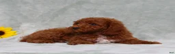 Miniature Poodle dogs for sale: Louie - Ad 4
