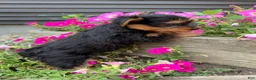 Yorkshire Terrier dogs for sale: Ruby - Ad 3