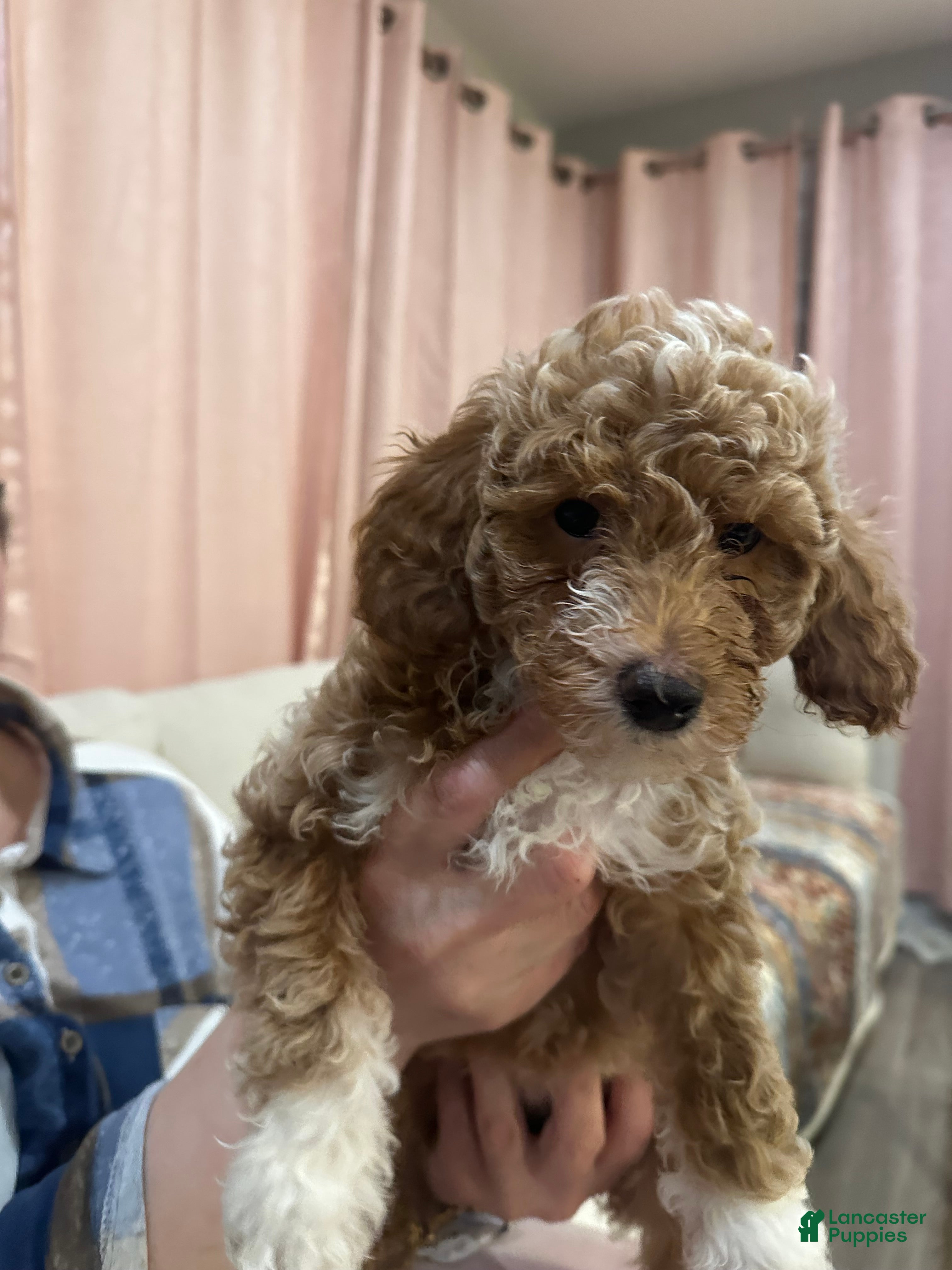 Mini Goldendoodle dogs Mini Goldendoodle Puppy 4 - Ad 22