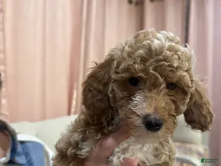 Mini Goldendoodle dogs for sale: Mini Goldendoodle Puppy 4 - Ad 1