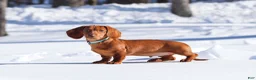 Dachshund dogs for sale: Harry - Ad 10