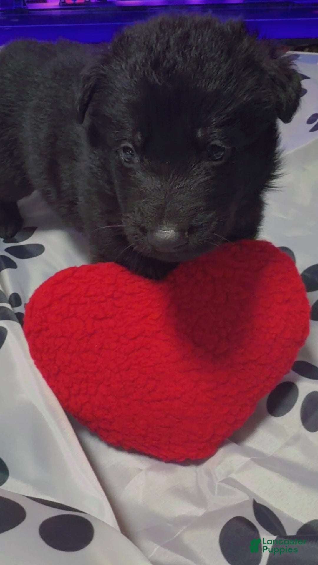 German Shepherd dogs for sale: Blaze - Ad 5