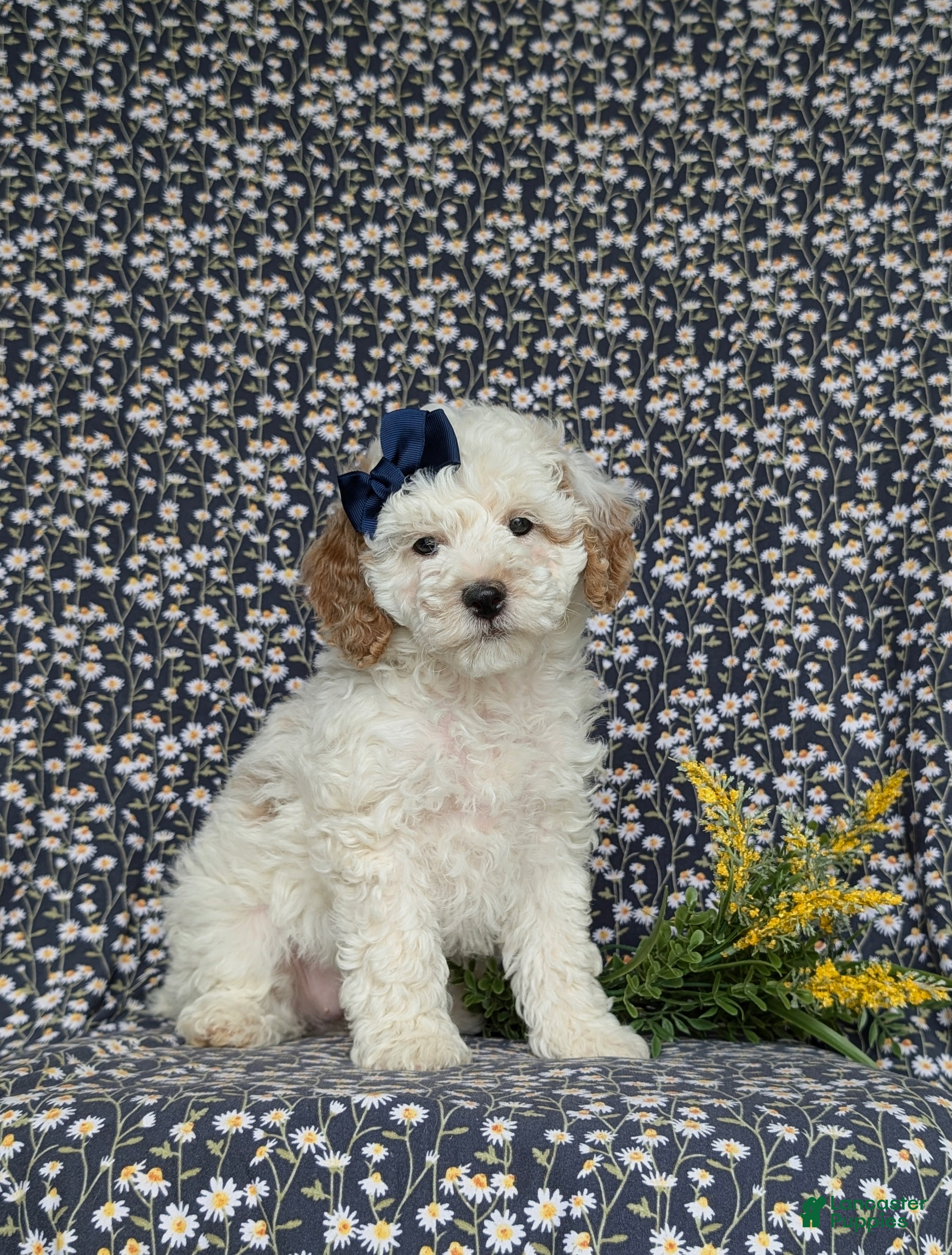 Miniature Poodle dogs for sale: Pilar - Ad 3