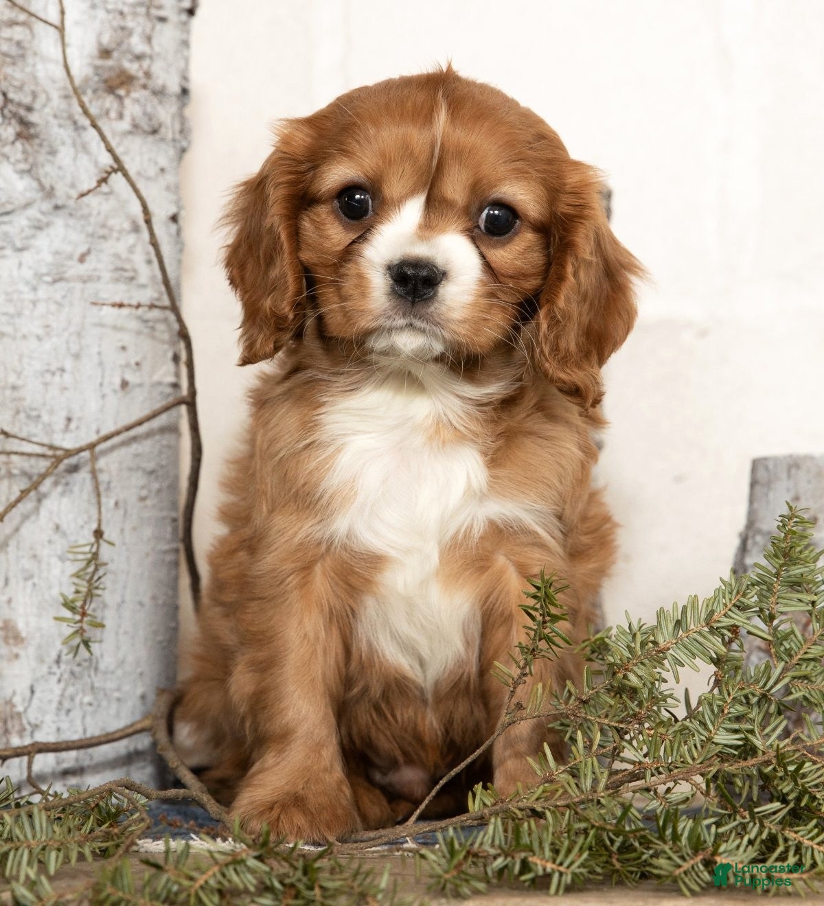 Cavalier King Charles Spaniel dogs Dakota - Ad 2