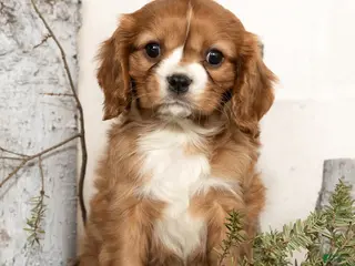 Cavalier King Charles Spaniel dogs Dakota - Ad 2