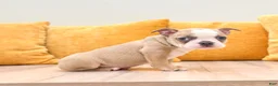 Boston Terrier dogs for sale: Amber - Ad 3