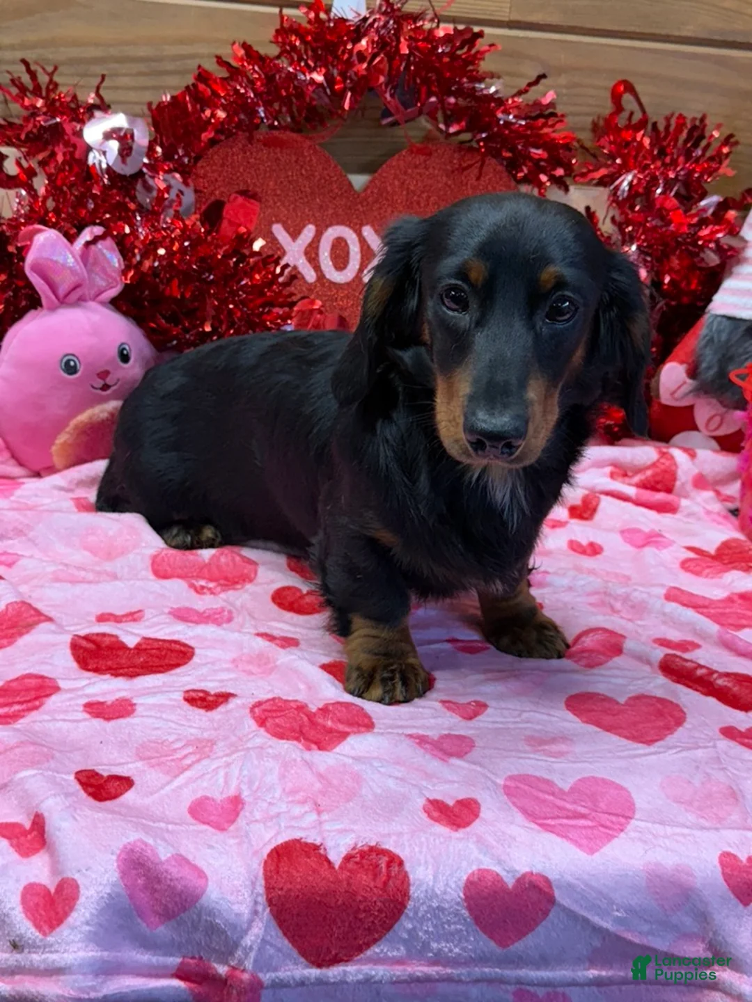 Miniature Dachshund dogs for sale: Remington - Ad 3