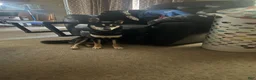 Shiba Inu dogs for sale: Haru - Ad 3