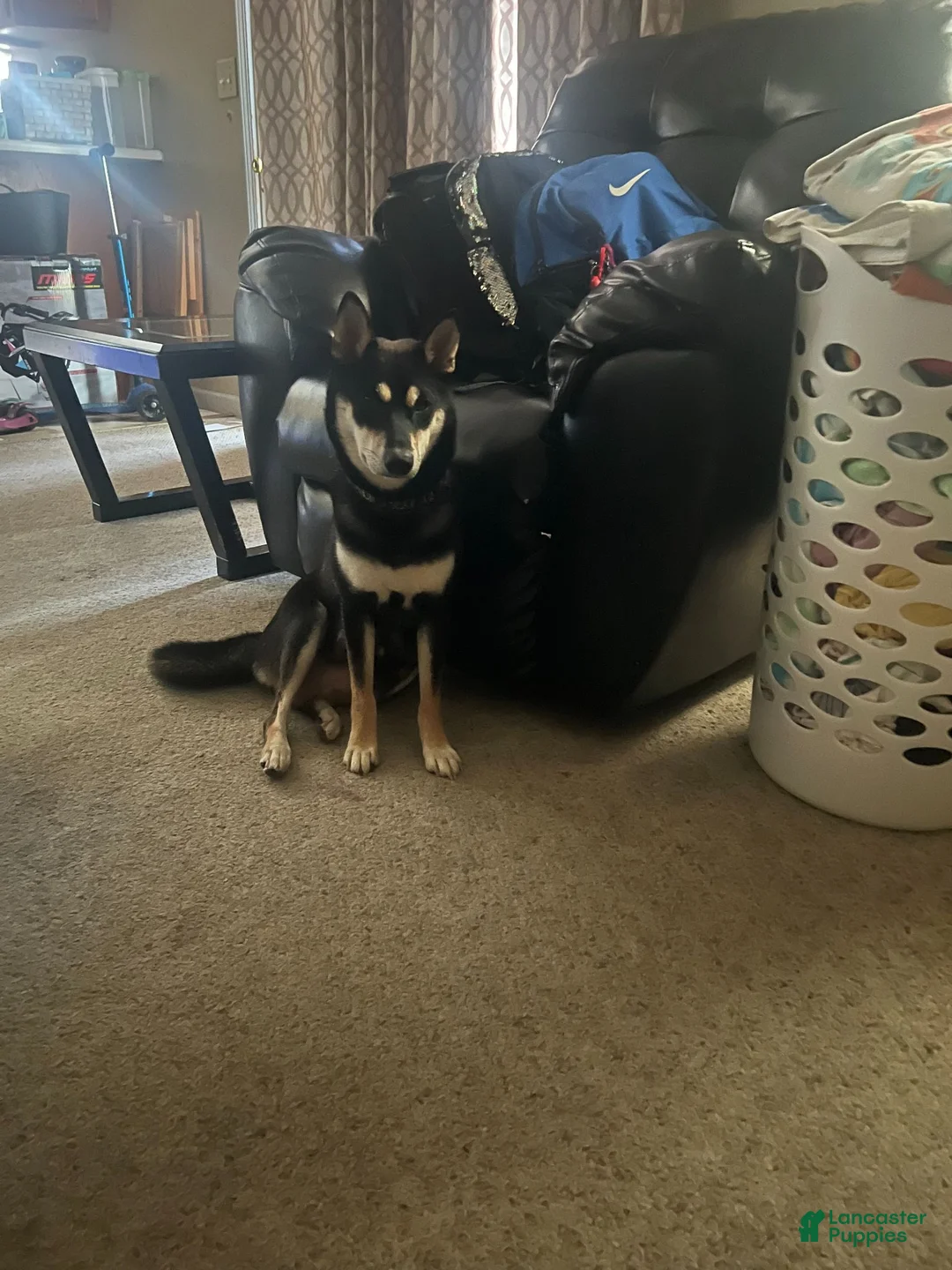 Shiba Inu dogs for sale: Sky - Ad 2